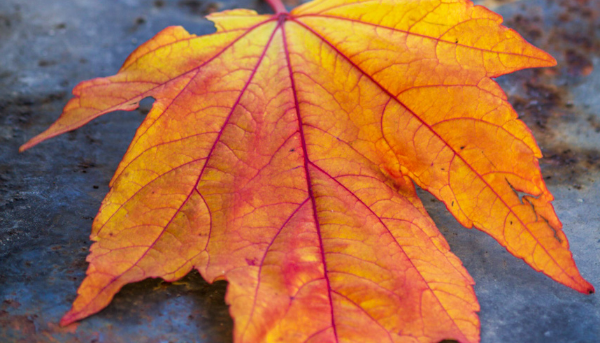 Ett orange höstlöv mot våt asfalt