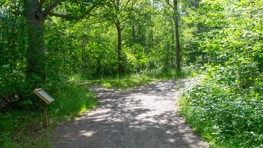 Ett vägskäl i skogen där tre gångvägar möts. Till vänster i bild står en av Sagopromenadens skyltar.