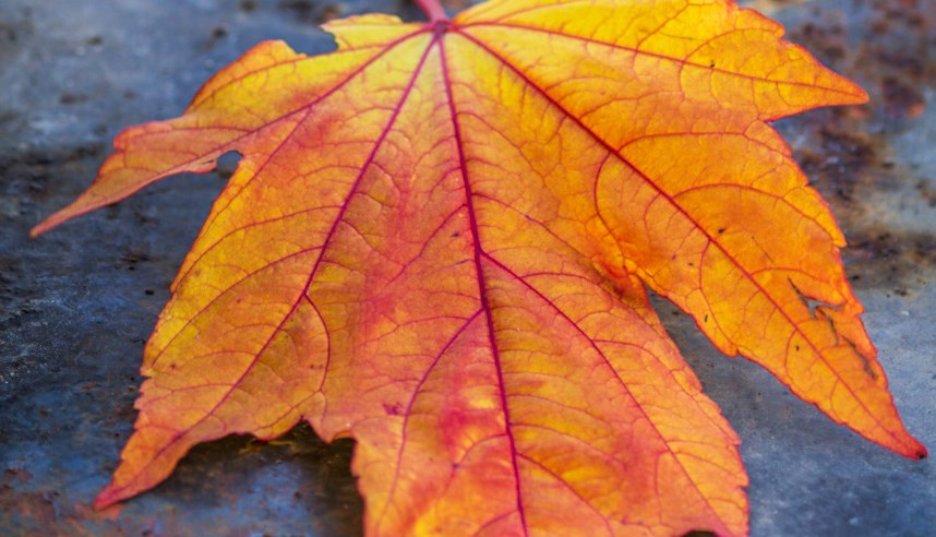Orange höstlöv på våtmark