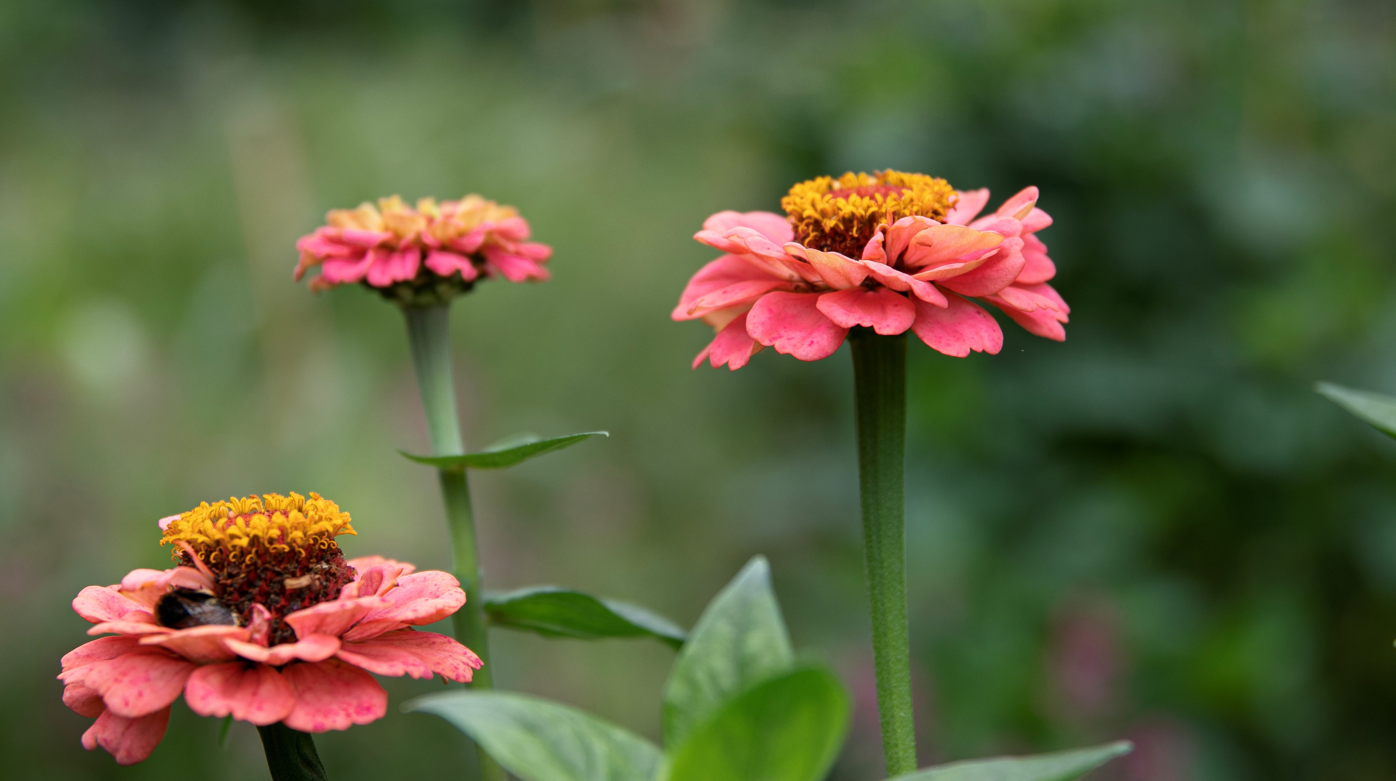 Blommande Zinnior i korallfärg